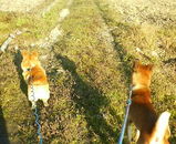 ��ɤ���˻���