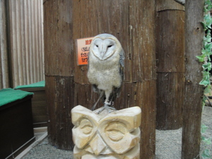 �դ�����