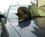 ���륿���˻��