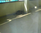 ����Ū�ʤޤĤ�