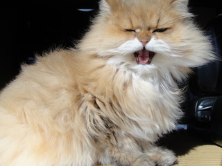 �ȶ�ʥѥ���ݥå�