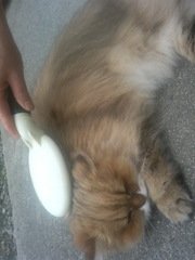 �Ȥ����ʤ�