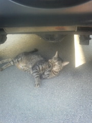 �뤯�ƤޤĤ���ФƤ�