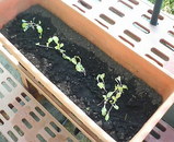 �ʤ��ʤ��餿�ʤ�