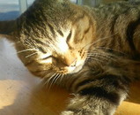 �ޤĤ��������