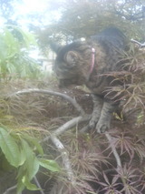 �ޤĤ������Ф�