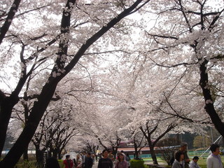 ���ָ�����