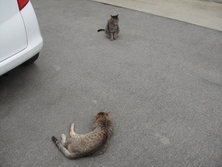 �ޤĤ����ޤĤ�����