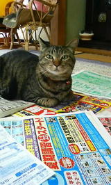 �ޤ��ޤ����ޤĤ�