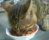 �ޤĤ�����