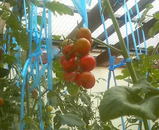 ��̳��Υߥ˥ȥޥ�