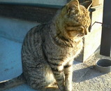 �ޤĤ�����