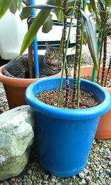 �ƥ��ȣ�����