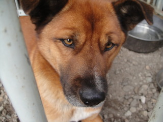 �������ε���