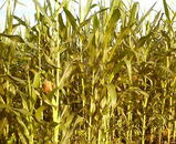 �Ȥ��������