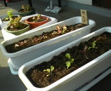 �Ǥ���Υ쥿��