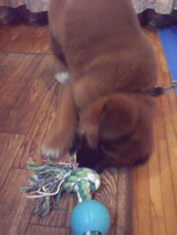 ��Ĺ���Ƥޤ���