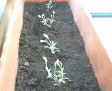 �ޤ������٤��ޤ���