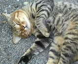 �פ��֤�ˤޤĤ�����