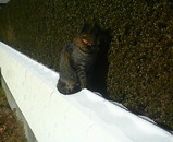 �����ΤޤĤ�