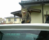 ���ֻ���