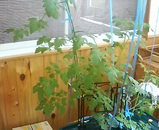 �ȥޥȤκ���