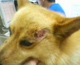 ������Υ���