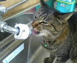 �����ΤޤĤ�