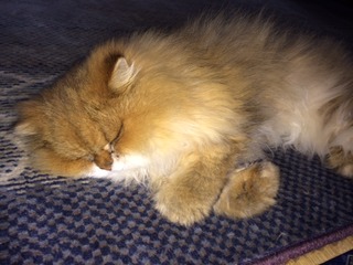 ��������Ż����