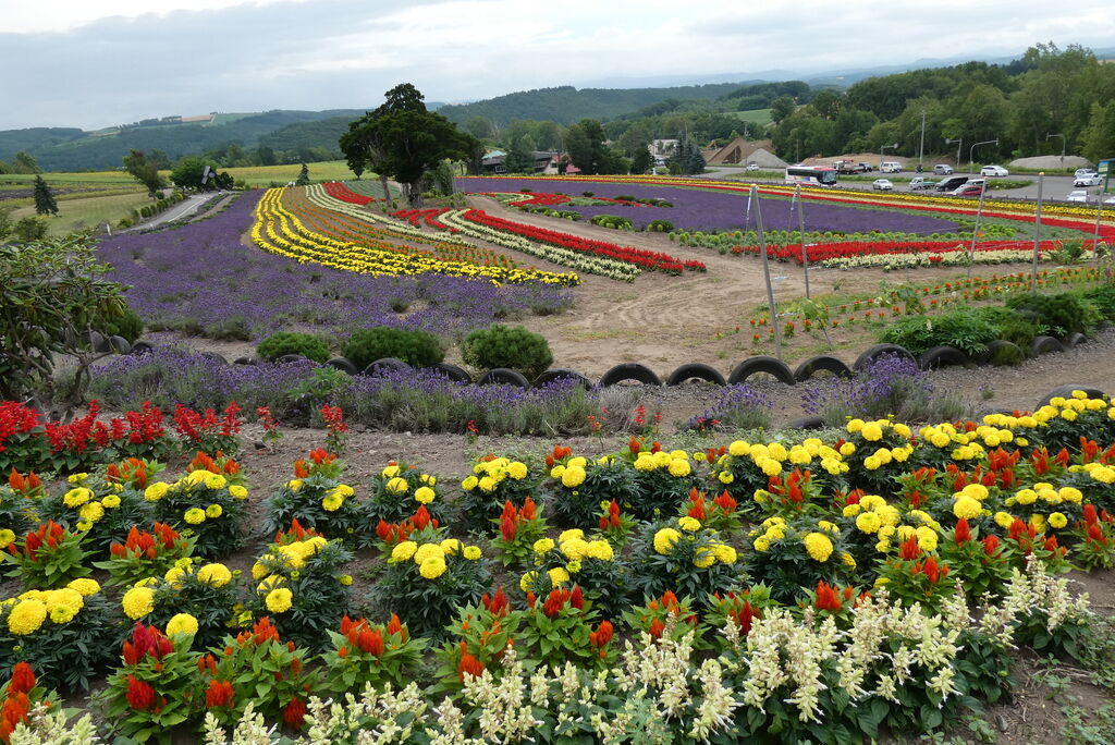 四季折々の花が咲く花畑「ゼルブの丘」の旅 : かずタビ