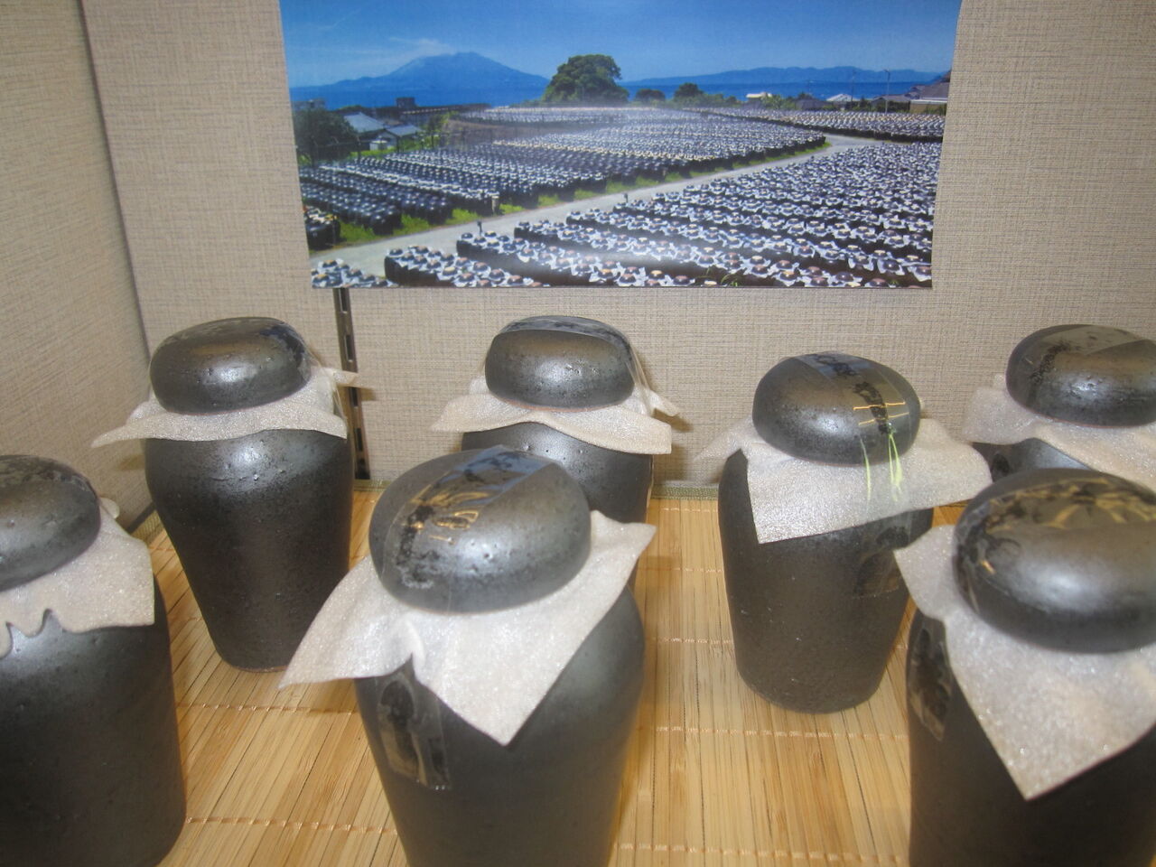 桜島と5万2千個の壺が並ぶ壮大な景色・鹿児島県「坂元くろず壺畑」の旅