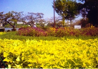 hana1