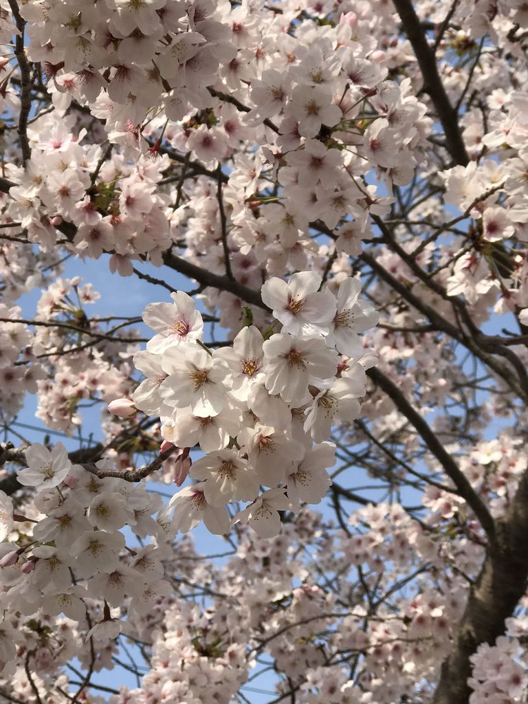 190407_開業13年目に突入しました