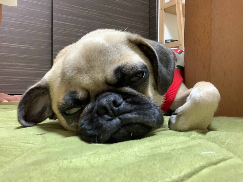 パトラッシュ 僕はもう疲れたよ おやすみなさい 短パン社長 下山和人のblog パトラッシュ 僕はもう疲れたよ おやすみなさい 短パン社長 下山和人のblog