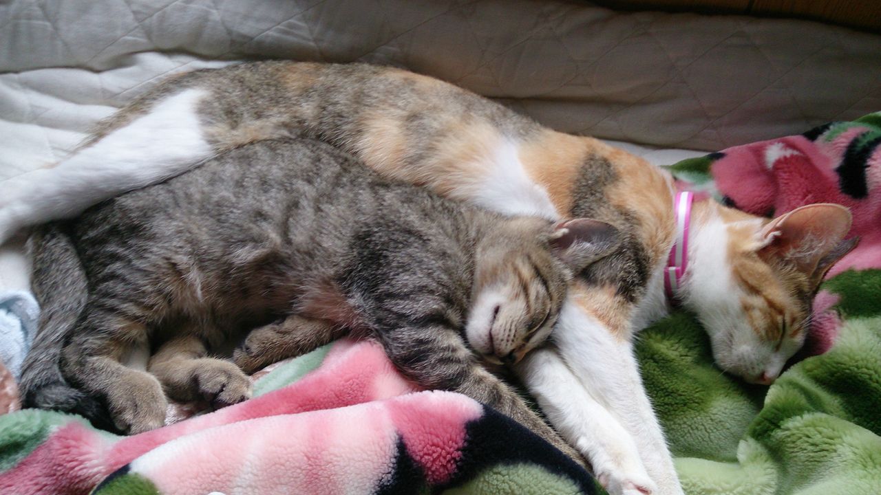 普通は子供が親のマネをしたがるものだが 家の親猫は子猫のマネばかりする Kazutora7の対馬からの便り 普通は子供が親のマネをしたがるものだが 家の親猫は子猫のマネばかりする Kazutora7の対馬からの便り
