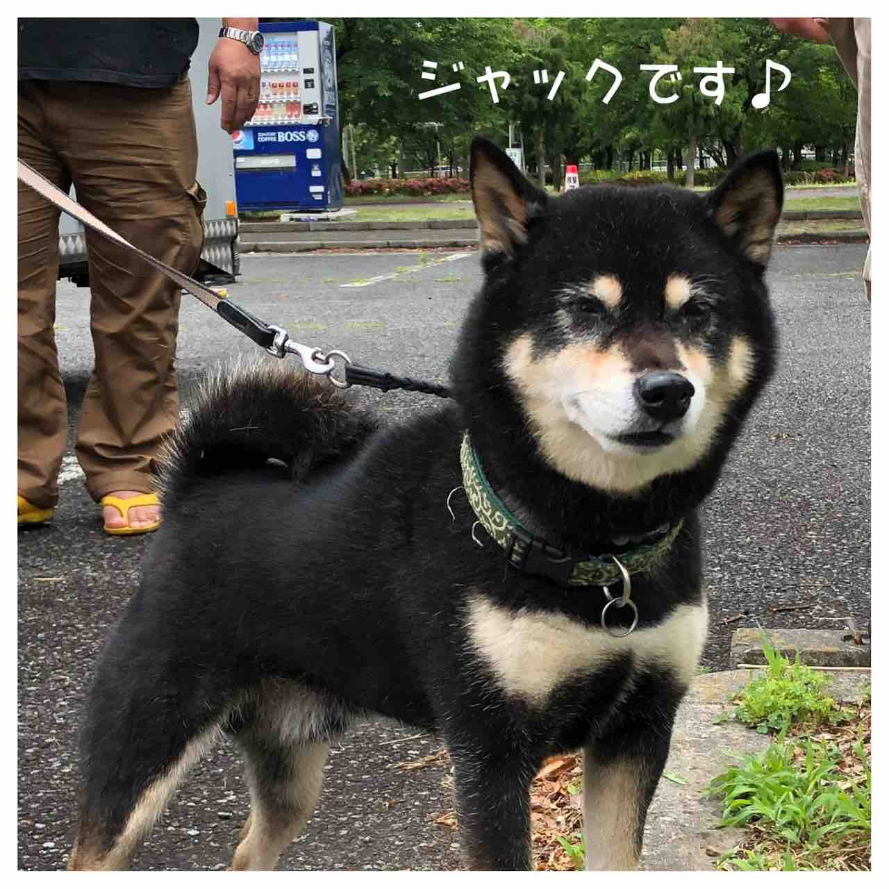 柴犬ノラ黒さま③ ジャック！？ : 柴犬JAMの3ﾜﾝﾊﾟﾗﾀﾞｲｽ♪