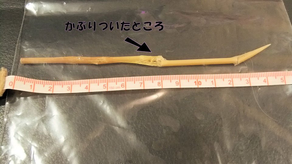 内視鏡手術 柴犬ｊａｍの３ﾜﾝﾊﾟﾗﾀﾞｲｽ