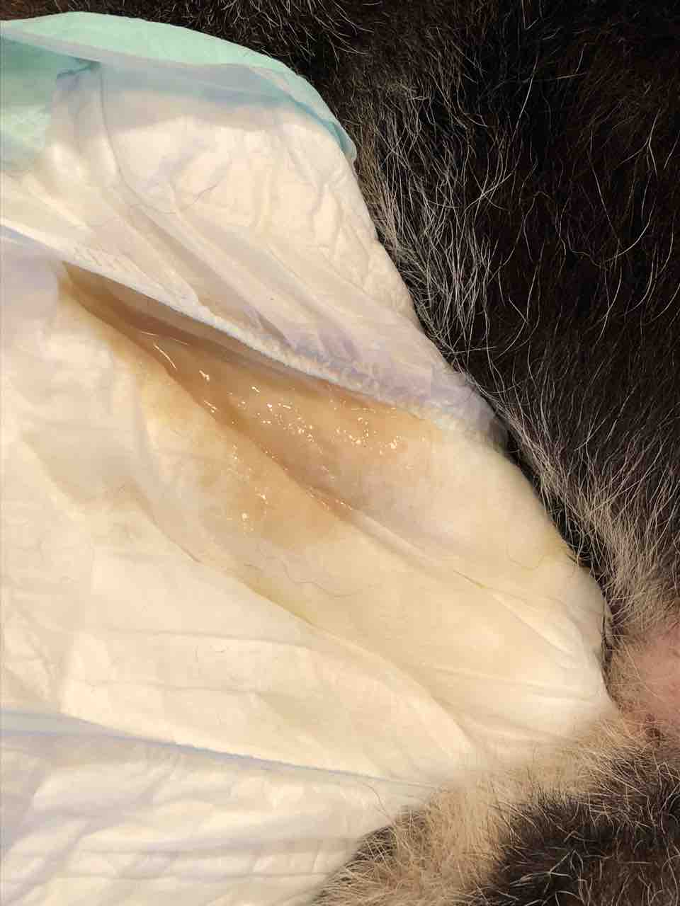 アセプロマジン再び 柴犬ｊａｍの３ﾜﾝﾊﾟﾗﾀﾞｲｽ