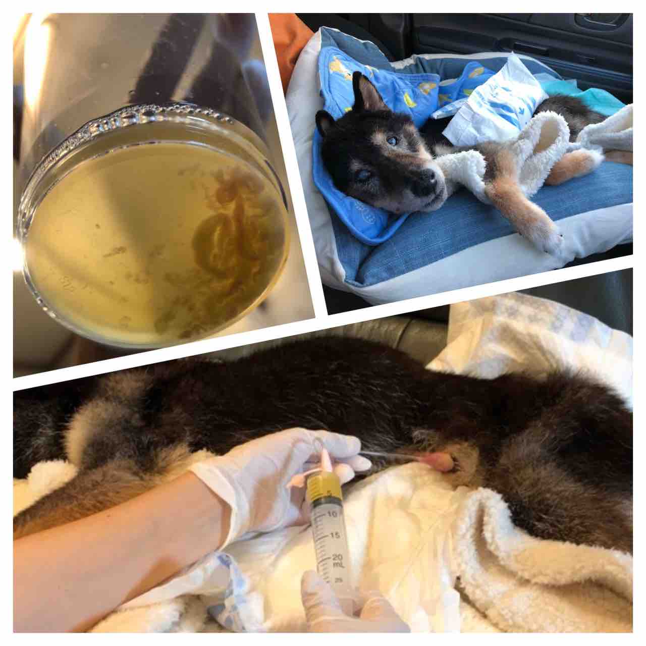 膀胱留置カテーテル挿入 : 柴犬ＪＡＭの３ﾜﾝﾊﾟﾗﾀﾞｲｽ♪