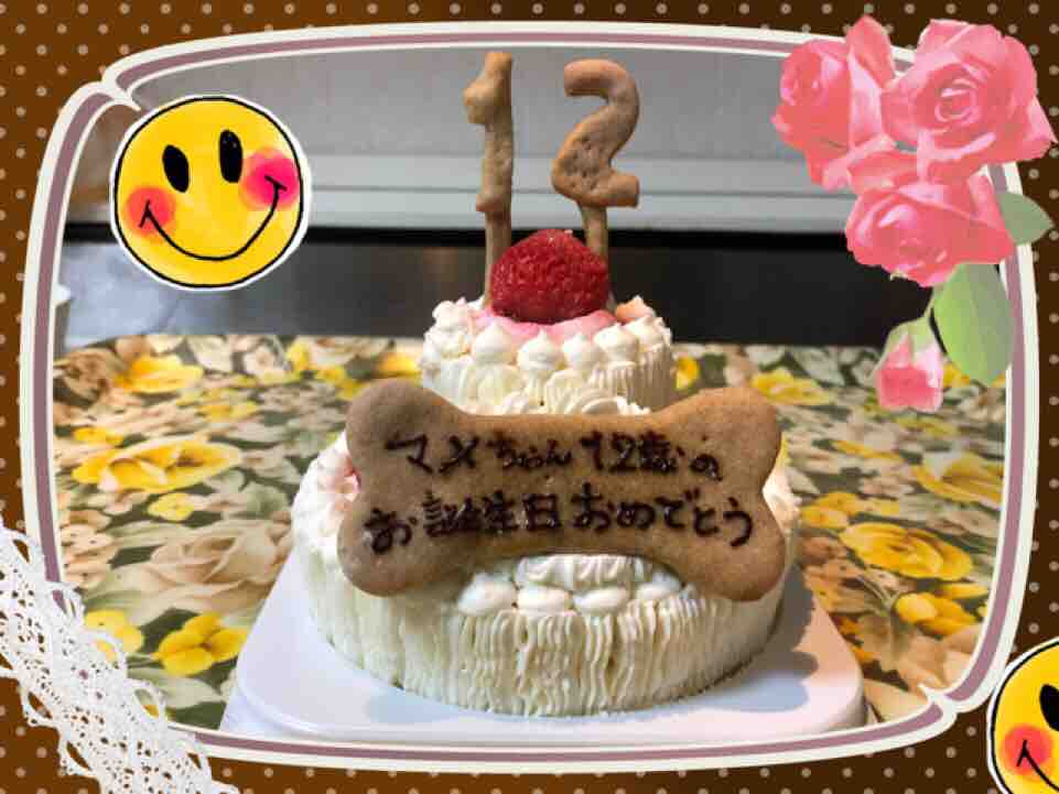 マメが12歳になりました 柴犬jamの3ワンパラダイス マメが12歳になりました 柴犬jamの3ワンパラダイス