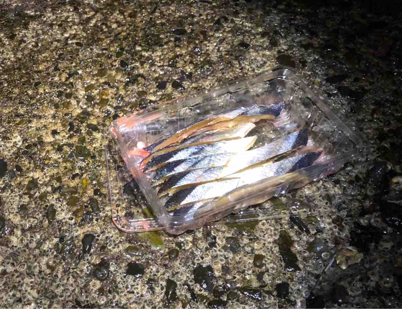沼津で陸っぱりからの太刀魚調査 意外な奴が 遠投かご釣り 沼津で釣り三昧 釣果情報公開です 沼津で陸っぱりからの太刀魚調査 意外な奴が 遠投かご釣り 沼津で釣り三昧 釣果情報公開です