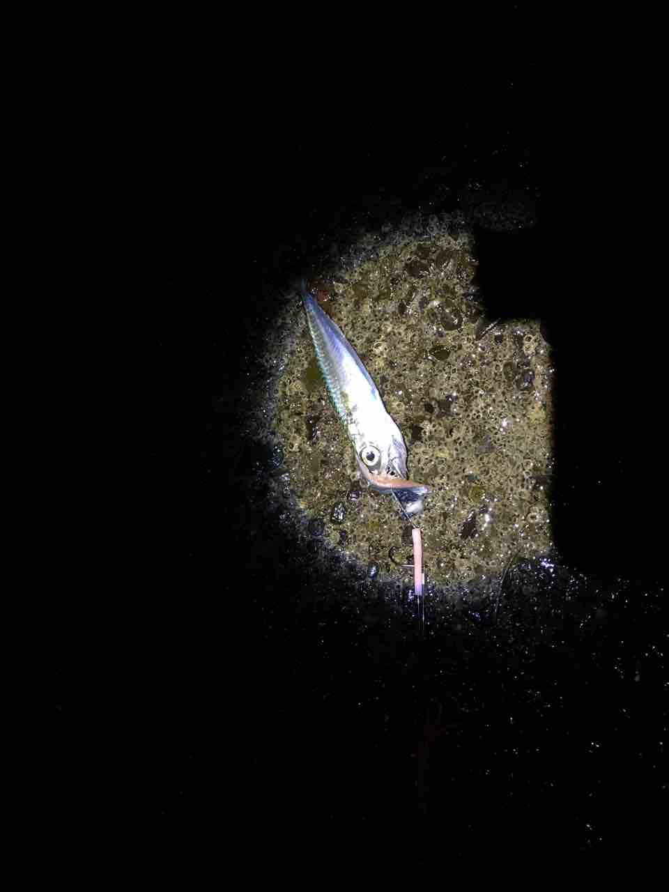 今年初 沼津で陸っぱりからの太刀魚調査 遠投かご釣り 沼津で釣り三昧 釣果情報公開です 今年初 沼津で陸っぱりからの太刀魚調査 遠投かご釣り 沼津で釣り三昧 釣果情報公開です