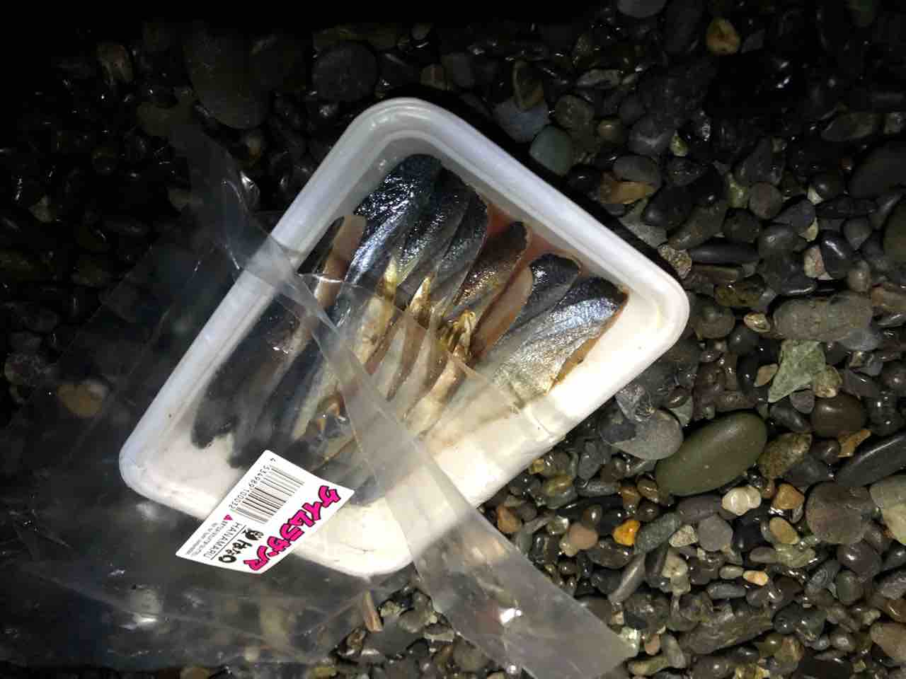 太刀魚 遠投かご釣り 沼津で釣り三昧 釣果情報公開です