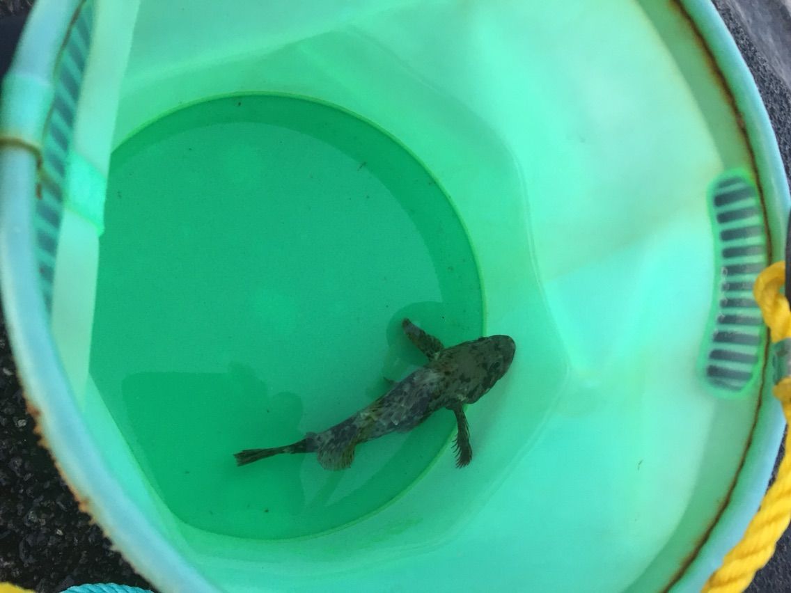 根魚 遠投かご釣り 沼津で釣り三昧 釣果情報公開です 根魚 遠投かご釣り 沼津で釣り三昧 釣果情報公開です