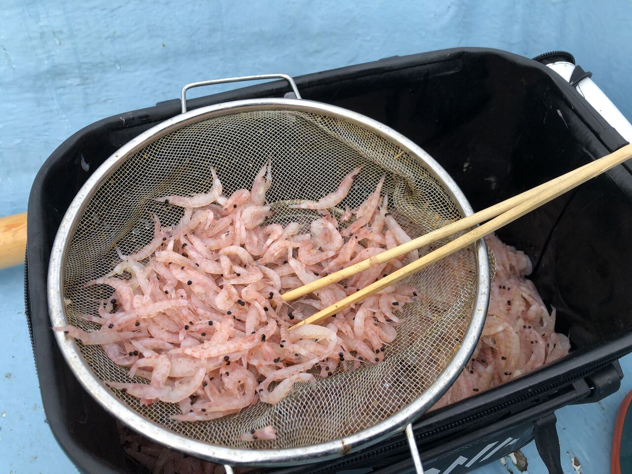 木負堤防 遠投かご釣り 沼津で釣り三昧 釣果情報公開です 木負堤防 遠投かご釣り 沼津で釣り三昧 釣果情報公開です