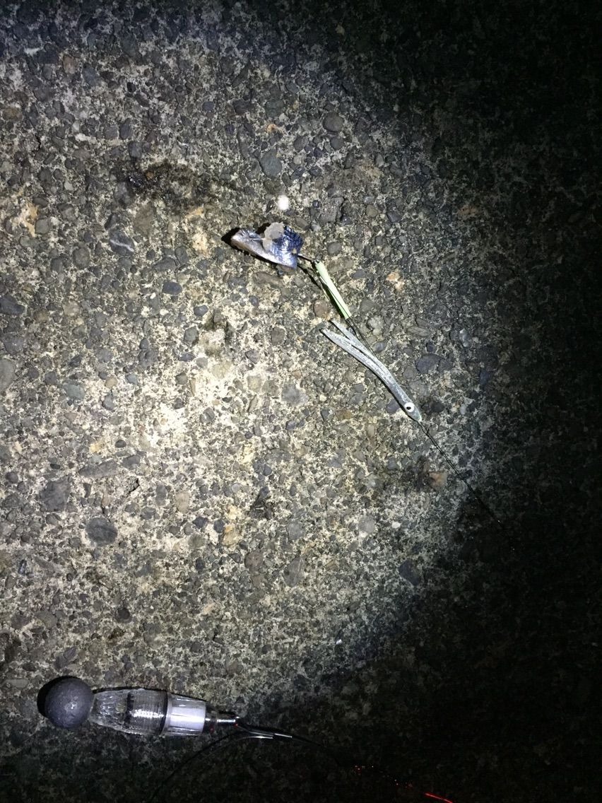 今年初物 静浦で良型太刀魚 遠投かご釣り 沼津で釣り三昧 釣果情報公開です