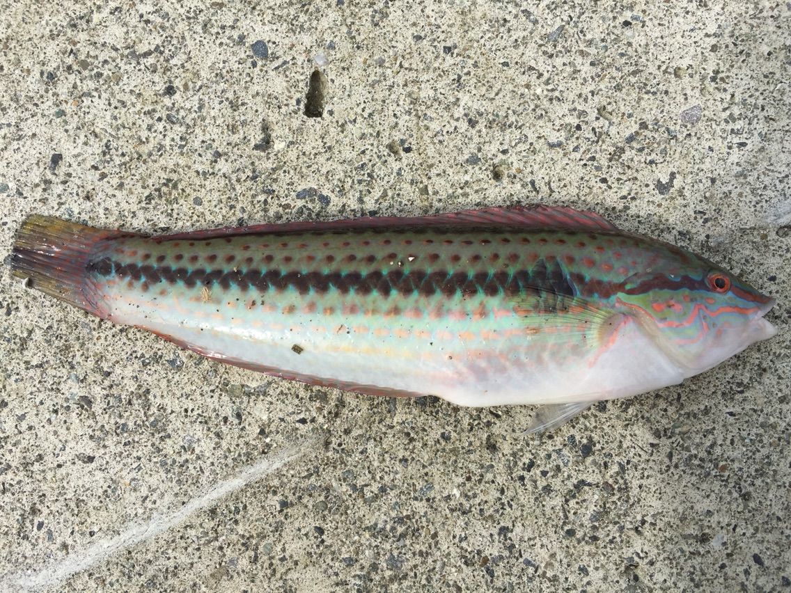 ハタ 遠投かご釣り 沼津で釣り三昧 釣果情報公開です