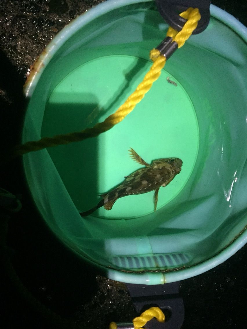 カサゴ 遠投かご釣り 沼津で釣り三昧 釣果情報公開です