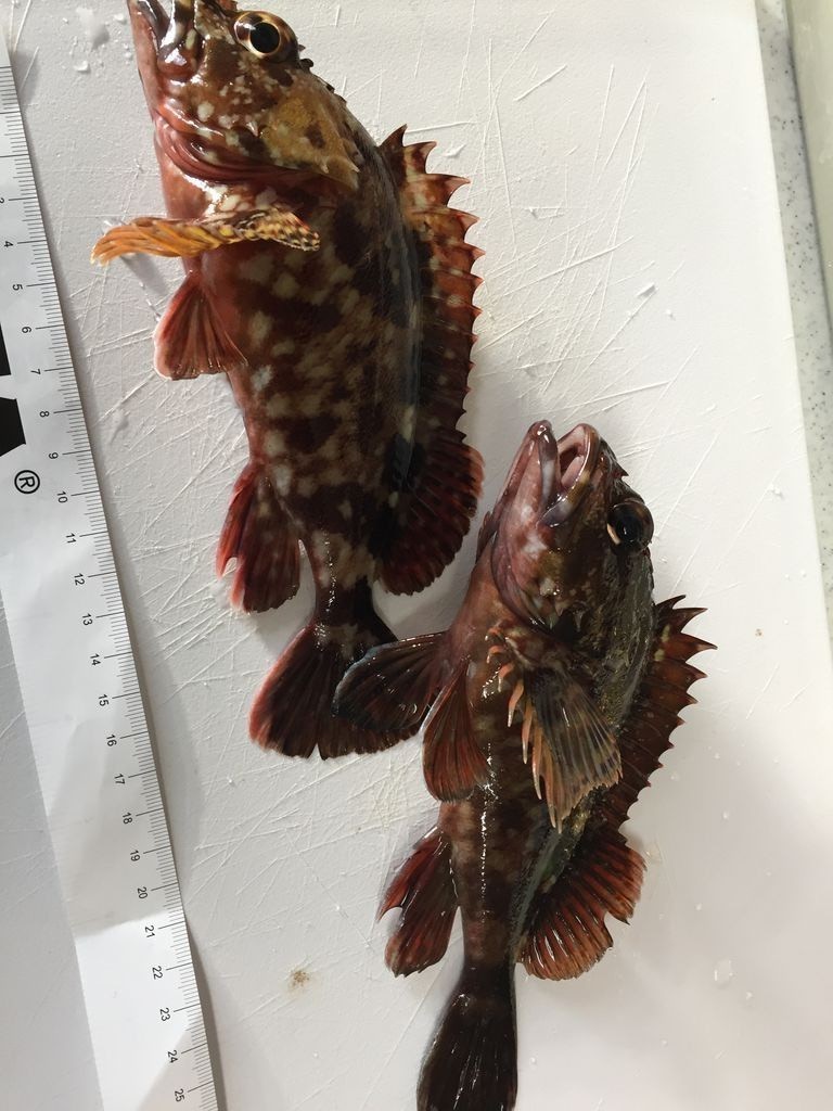 今日はカサゴ狙い 遠投かご釣り 沼津で釣り三昧 釣果情報公開です