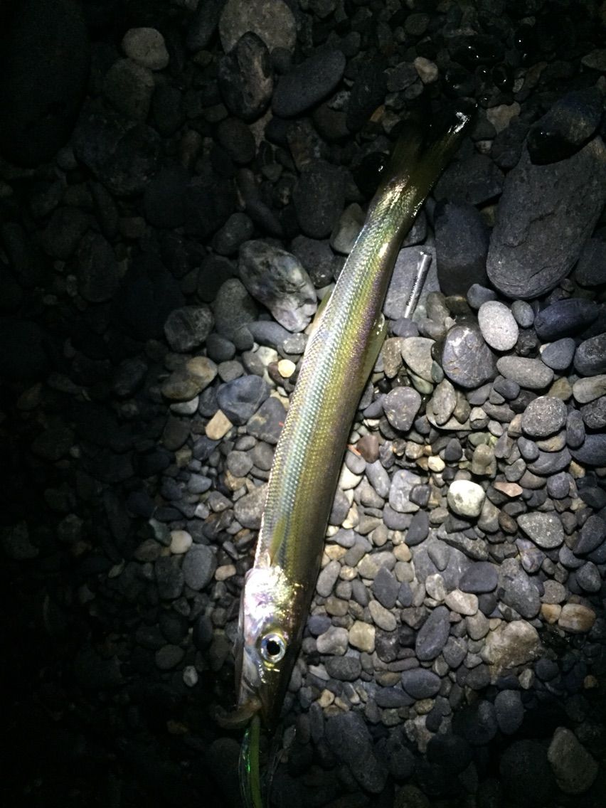 片浜で遠投両軸カゴ釣り サンマの切り身は万能餌 遠投かご釣り 沼津で釣り三昧 釣果情報公開です